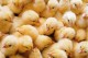 Купить суточных цыплят, утят, гусят, индюшат в Курске и Курской области. Тел: 8-930-853-853-5, 8-915-511-12-22