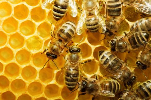 Продам пчелосемьи и пчелопакеты в Курске. Обр.: 8-950-877-78-13